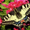Butterfly 500 biter Puslespill