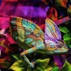 Chameleon 500 biter Puslespill