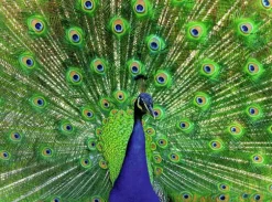 Peacock 500 biter Puslespill